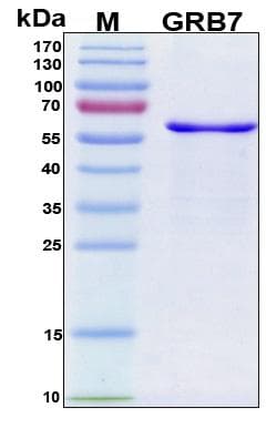 Human GRB7 Protein (Recombinant His, N-Terminal)