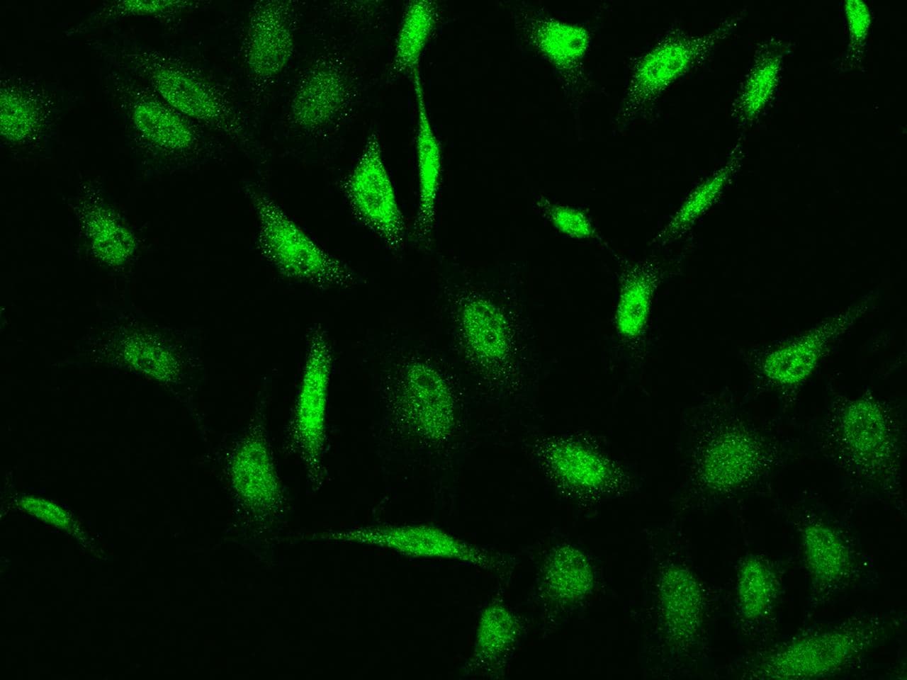 Polyclonal Rabbit anti-Human BMF Antibody (IHC, IF)