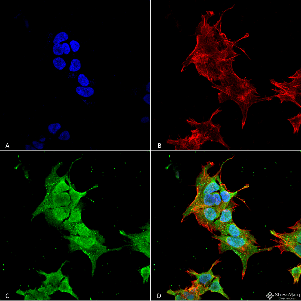 ANK1 / Ankyrin Antibody (clone S388A-10, Biotin)