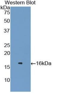 LYZ / Lysozyme Antibody (aa22-143, Cy3)