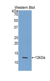 IL8 / Interleukin 8 Antibody (aa23-101, Biotin)