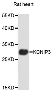 Polyclonal Rabbit anti-Human KCNIP3 / Dream / Calsenilin Antibody (WB)