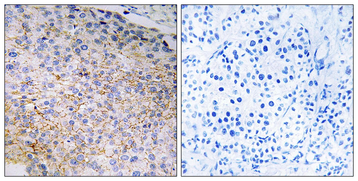 NOX3 Antibody