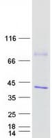 Human CAMLG / CAML Protein (Recombinant Myc-DDK (Flag))