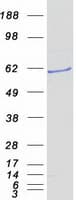 Human PDP1 Protein (Recombinant Myc-DDK (Flag))