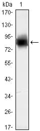 KLHL21 Antibody (clone 2H4)