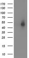 Monoclonal Mouse anti-Human SNTA1 / Syntrophin Alpha 1 Antibody (clone OTI1H10, IF, WB)