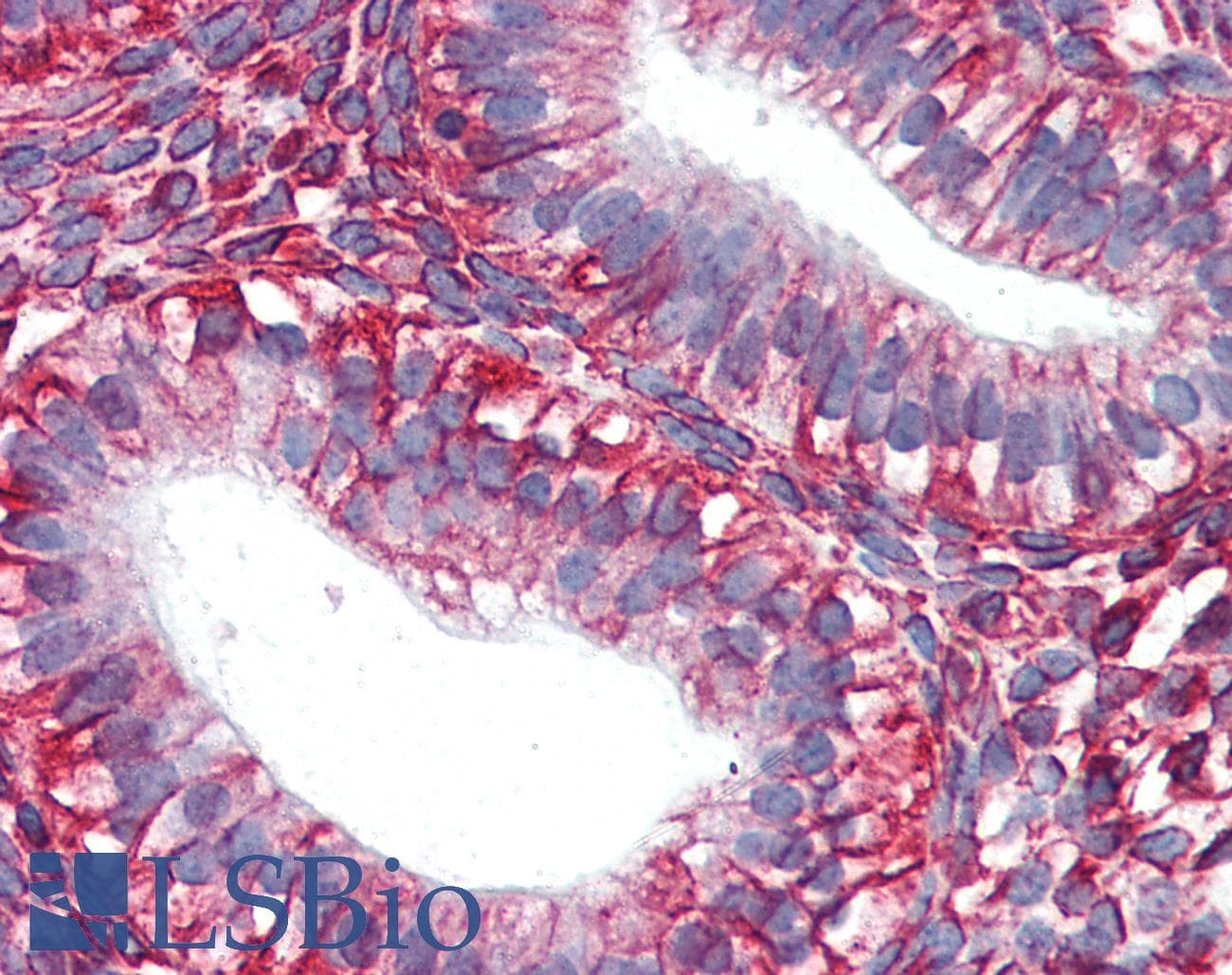 IHC-plus™ Monoclonal Mouse anti-Pig Vimentin Antibody (Azide-free, IHC)
