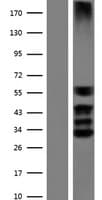 SOX3 Protein (Over-Expression Lysate Myc-DDK (Flag))