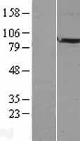 BRINP2 / FAM5B Protein (Over-Expression Lysate Myc-DDK (Flag))
