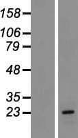 CLRN1 / Clarin 1 Protein (Over-Expression Lysate Myc-DDK (Flag))
