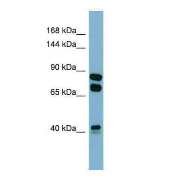 PXDN / MG50 Antibody (aa111-160)