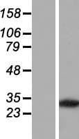 PVRIG Protein (Over-Expression Lysate Myc-DDK (Flag))