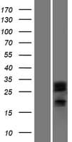 DCUN1D2 Protein (Over-Expression Lysate Myc-DDK (Flag))