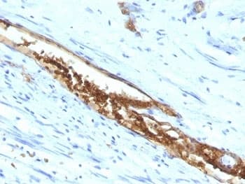 Blood Group A Antibody (clone 3-3A, Azide-free, BSA-free)