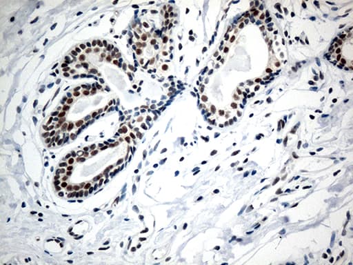 RCOR1 / COREST Antibody (aa256-485, clone OTI9F6, Carrier-free)
