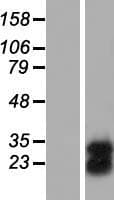 Human ILEI / FAM3C Protein (Over-Expression Lysate Myc-DDK (Flag))