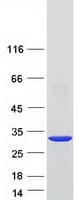 Human GIMD1 Protein (Recombinant Myc-DDK (Flag))