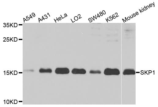 SKP1 Antibody