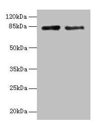 HJURP Antibody (aa1-748)