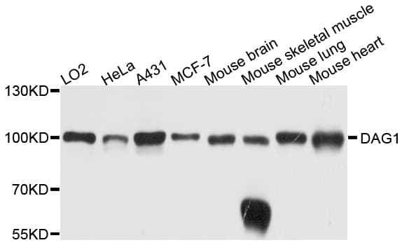 DAG1 / Dystroglycan Antibody
