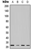 VTI1A Antibody (Internal)
