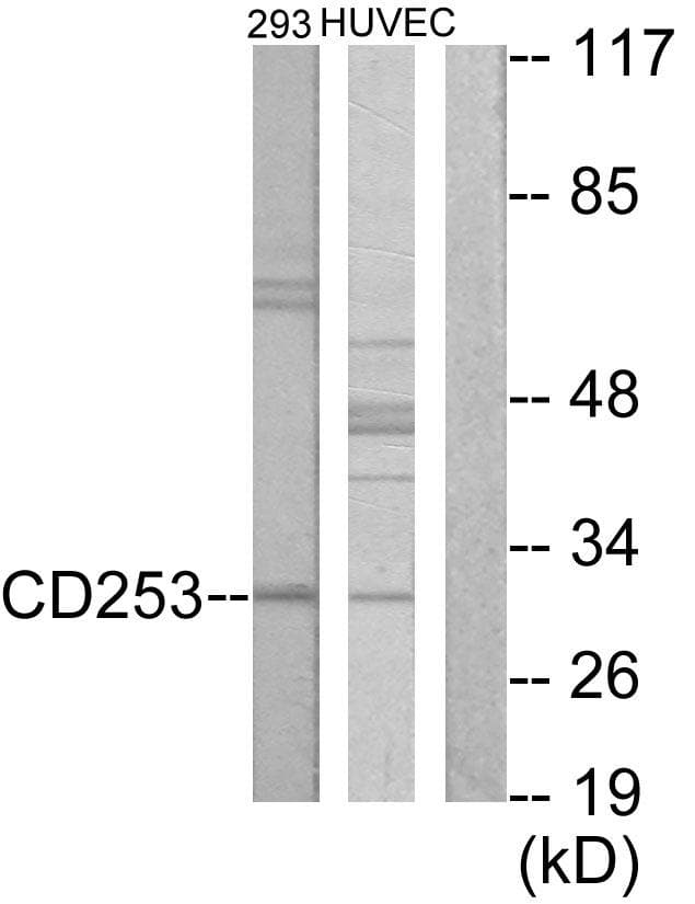 TNFSF10 / TRAIL Antibody