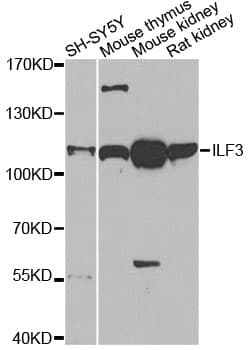 Polyclonal Rabbit anti-Human NF90 / ILF3 Antibody (WB)