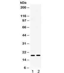 CXCL10 / IP-10 Antibody