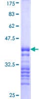 Human IRAK2 / IRAK-2 Protein (Recombinant GST, N-terminus)