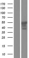 ER81 / ETV1 Protein (Over-Expression Lysate Myc-DDK (Flag))