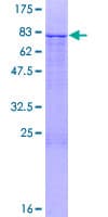Human ZNF253 Protein (Recombinant GST)