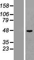 PTPN2 / TC-PTP Protein (Over-Expression Lysate Myc-DDK (Flag))