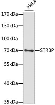 STRBP / SPNR Antibody