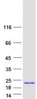 Human HMGIY / HMGA1 Protein (Recombinant Myc-DDK (Flag))
