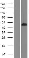 SS18L1 / CREST Protein (Over-Expression Lysate Myc-DDK (Flag))