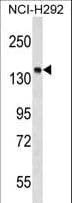 Polyclonal Rabbit anti-Human PTPN23 / HDPTP Antibody (aa1181-1209, WB)