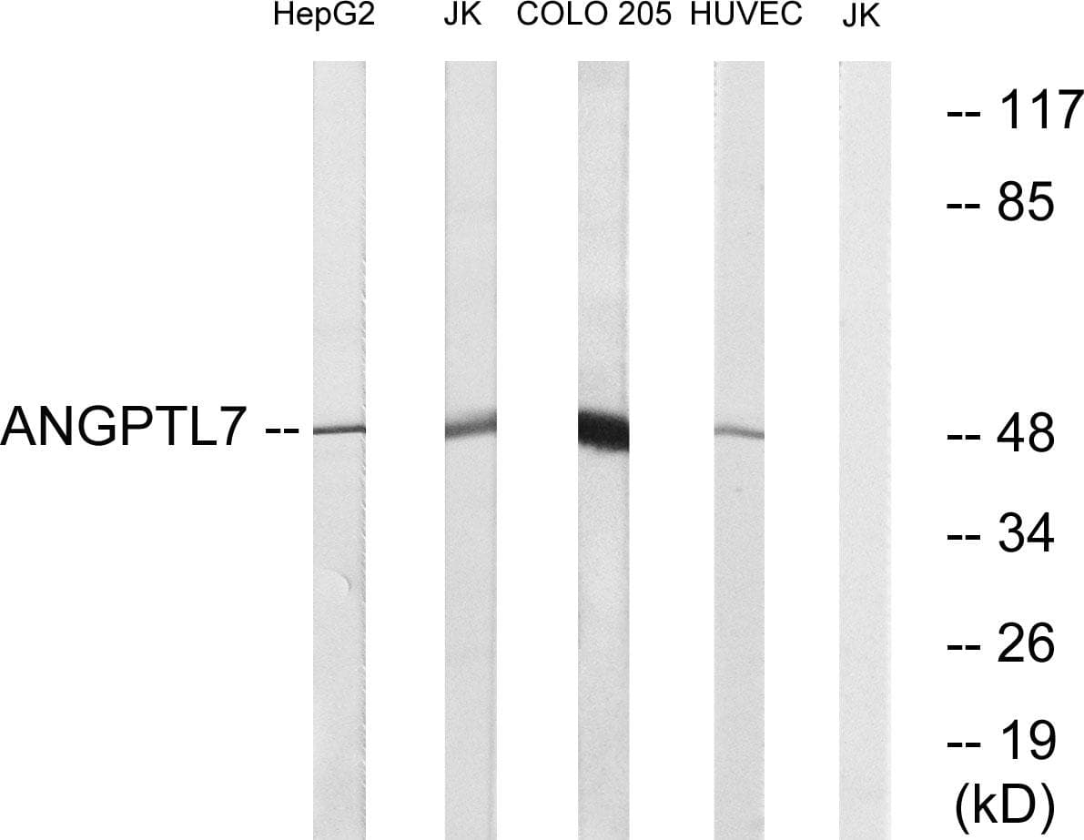 ANGPTL7 / CDT6 Antibody