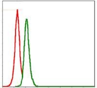 SRC Antibody (clone 1F11)
