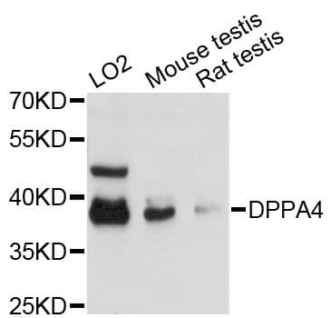 Polyclonal Rabbit anti-Human DPPA4 Antibody (WB)