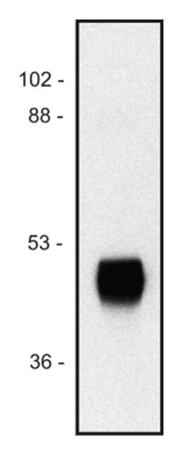 Monoclonal Mouse anti-Horseradish HRP / Horseradish Peroxidase Antibody (clone HP-03, WB)