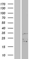 FAM3B Protein (Over-Expression Lysate Myc-DDK (Flag))