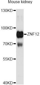 ZNF12 Antibody