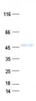 Human DCAF4L2 Protein (Recombinant His, N-Terminal)