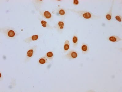 HIST1H3A Antibody