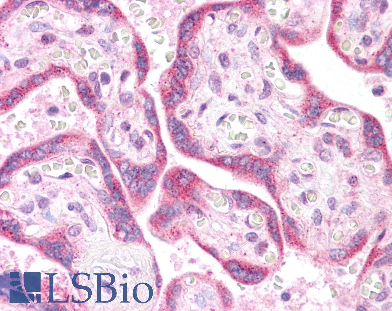 KRAS Antibody (N-Terminus, Biotin)
