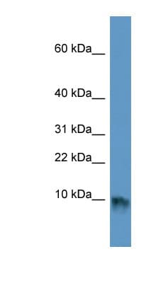 EGF Antibody (aa647-696)