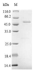 Azotobacter vinelandii algL Protein (Recombinant 10His-SUMO, N-terminus + Myc, C-terminus)