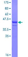 Human FBLN1 / Fibulin 1 Protein (Recombinant GST, N-terminus)