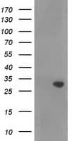 RASSF5 / RAPL Antibody (clone OTI1H2)